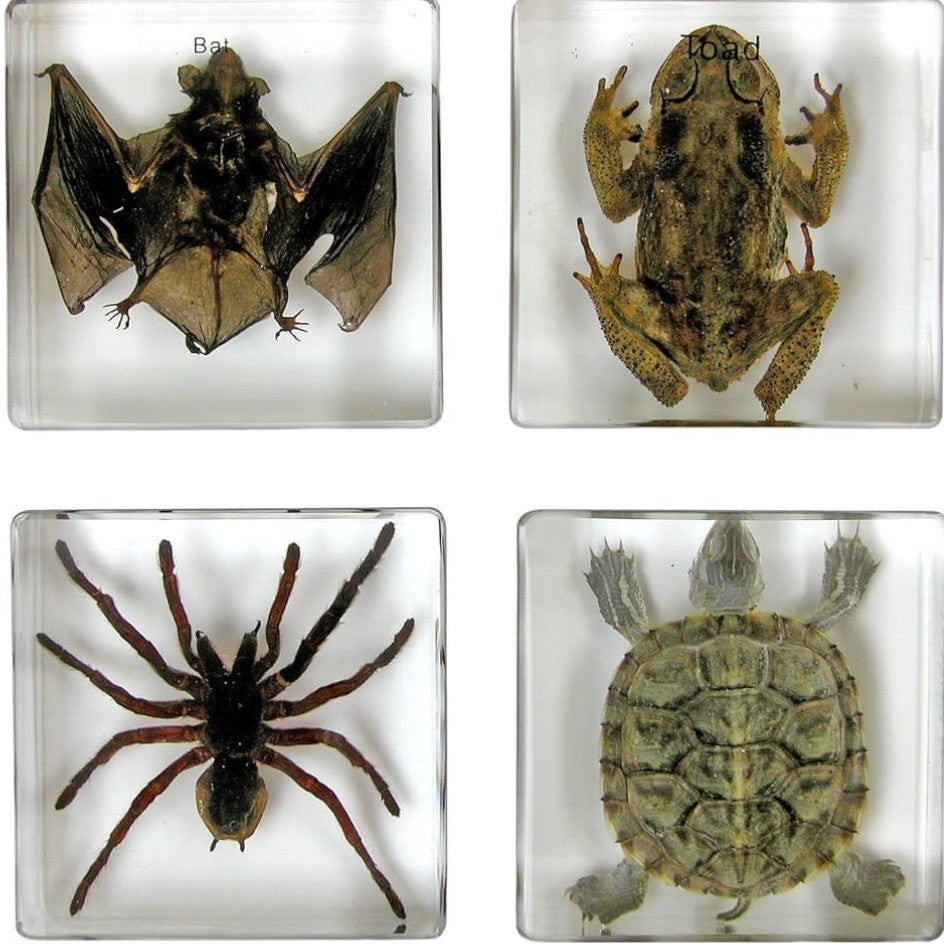 Biology for Kids Small 4-Piece Specimen Col. Bat, Toad, Tarantula & Turtle-Ethically Sourced