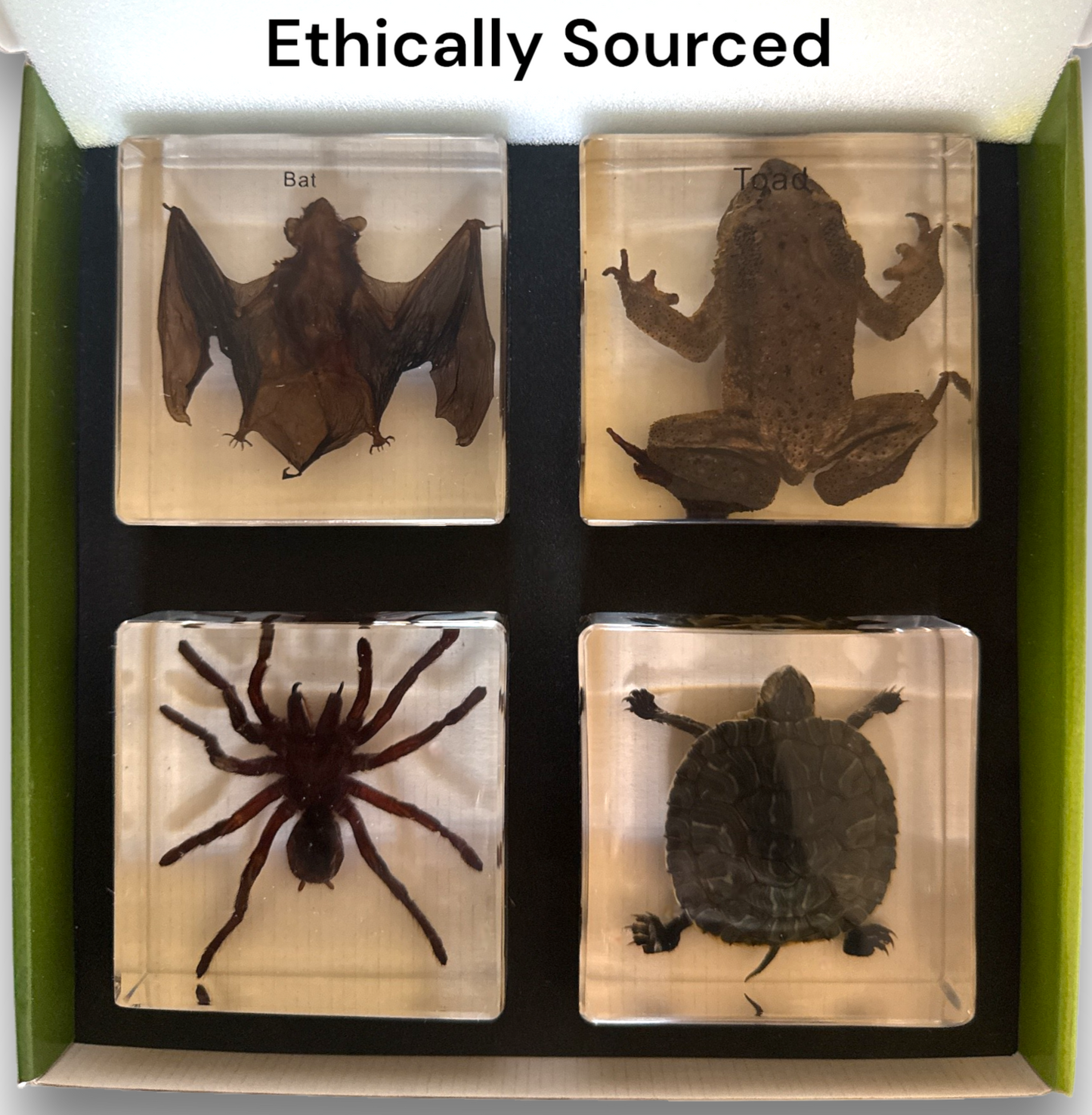 Biology for Kids Small 4-Piece Specimen Col. Bat, Toad, Tarantula & Turtle-Ethically Sourced