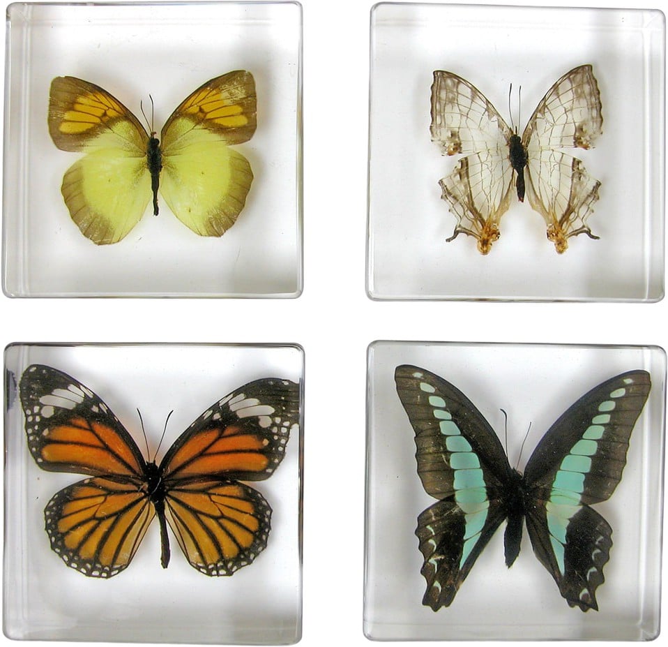 Biology for Kids - Butterfly 4-Piece Specimen Collection Ethically Sourced New & Boxed