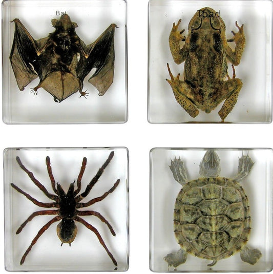 Biology for Kids Small 4-Piece Specimen Col. Bat, Toad, Tarantula & Turtle-Ethically Sourced