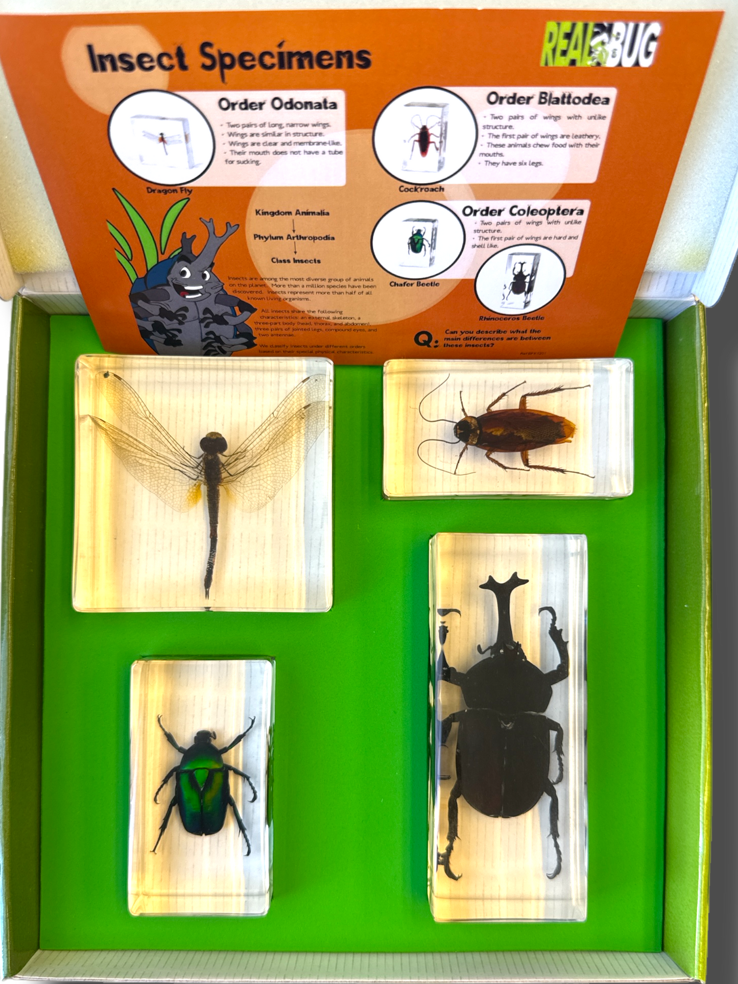 Biology for Kids-Insect 4-Piece Specimen Collection🐉Dragonfly🪳Cockroach🪲Chafer Beetle🦏Rhino Beetle