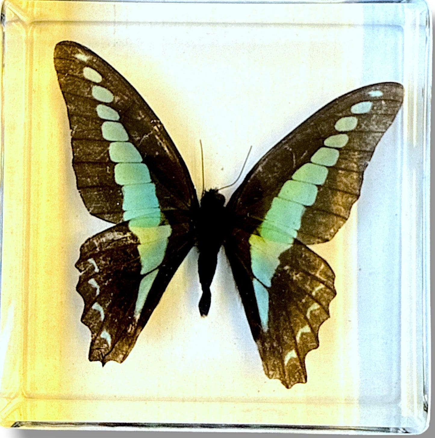 Biology for Kids - Butterfly 4-Piece Specimen Collection Ethically Sourced New & Boxed