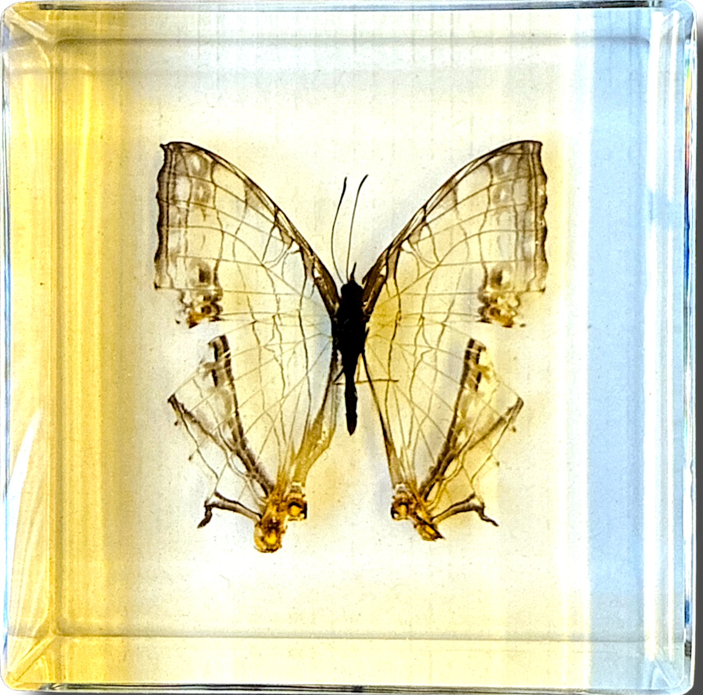 Biology for Kids - Butterfly 4-Piece Specimen Collection Ethically Sourced New & Boxed