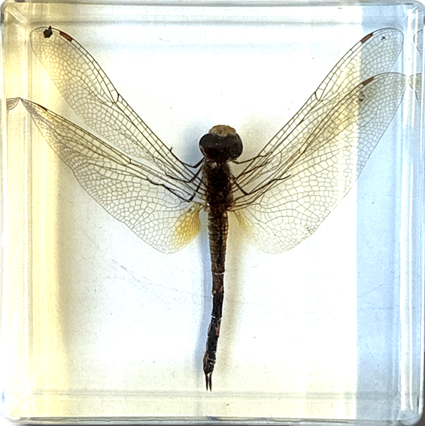 Biology for Kids-Insect 4-Piece Specimen Collection🐉Dragonfly🪳Cockroach🪲Chafer Beetle🦏Rhino Beetle