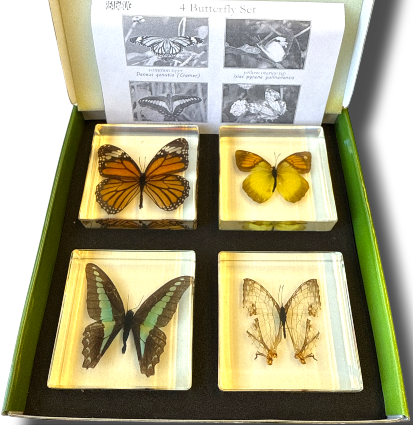 Biology for Kids - Butterfly 4-Piece Specimen Collection Ethically Sourced New & Boxed