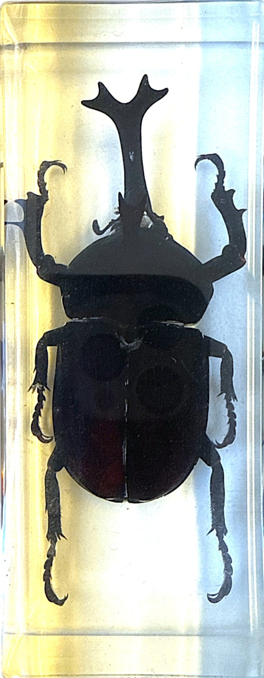 Biology for Kids-Insect 4-Piece Specimen Collection🐉Dragonfly🪳Cockroach🪲Chafer Beetle🦏Rhino Beetle
