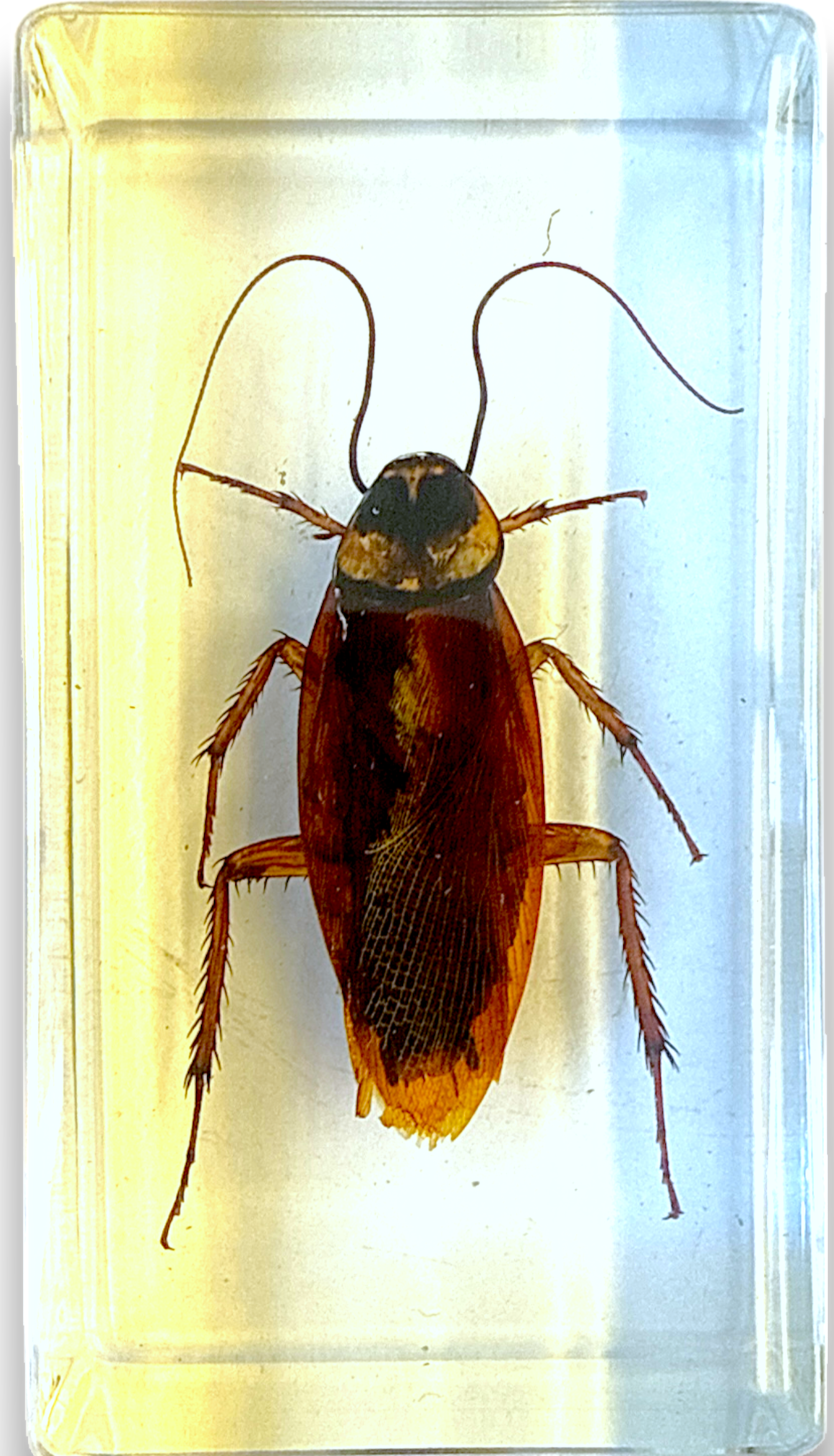 Biology for Kids-Insect 4-Piece Specimen Collection🐉Dragonfly🪳Cockroach🪲Chafer Beetle🦏Rhino Beetle