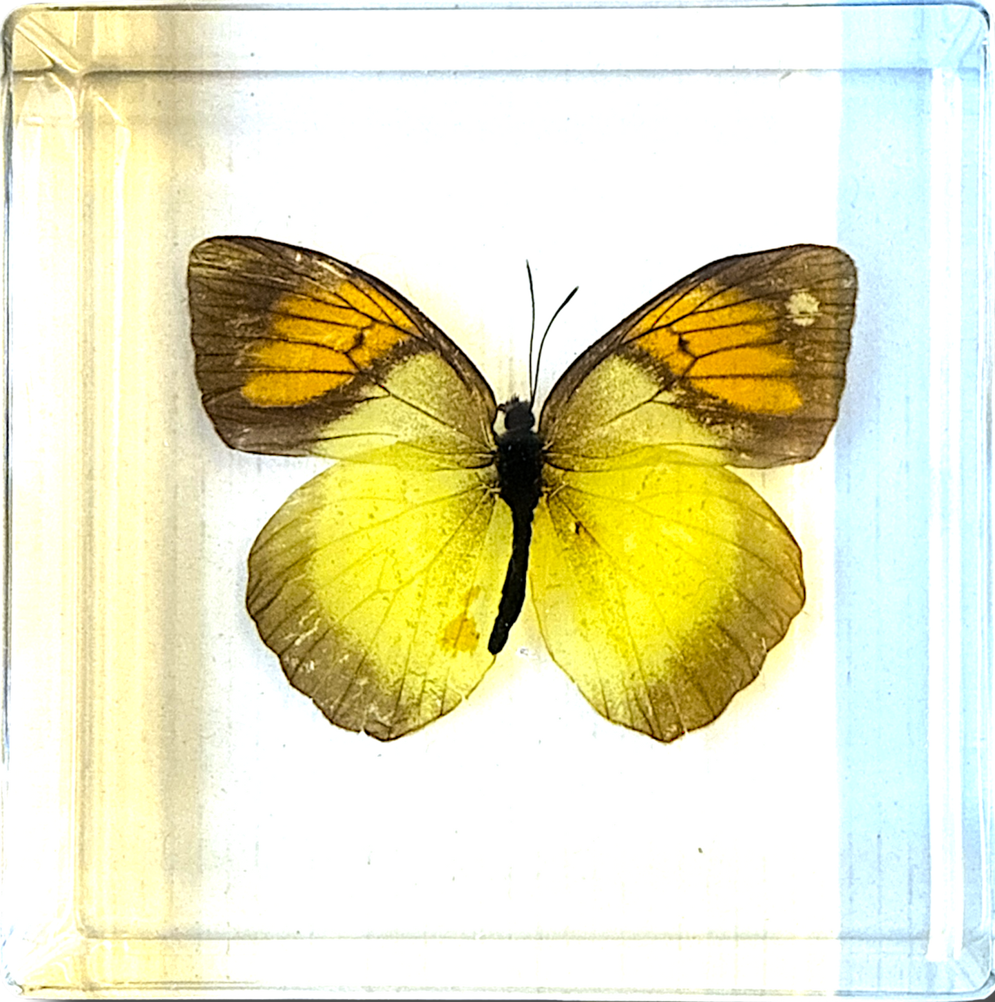 Biology for Kids - Butterfly 4-Piece Specimen Collection Ethically Sourced New & Boxed